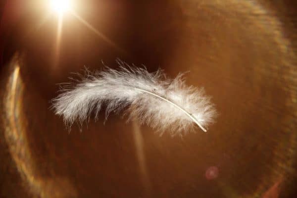 feather, easy, weightless, airy, bird feather, animal feather, light, glow of light, backlighting, feather, feather, feather, feather, feather, weightless, weightless, weightless