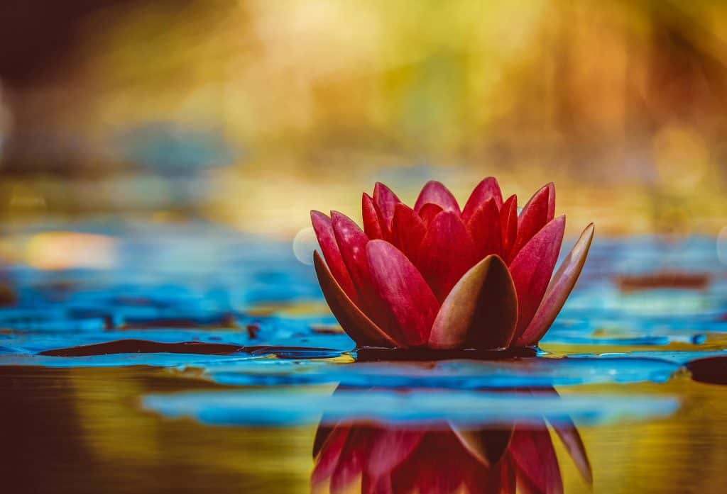 lotus, blume, symbol, lotusblume, Eine leuchtend rote Seerose blüht elegant auf einem ruhigen Teich und spiegelt dessen Schönheit wider.